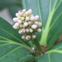 Medinilla multiflora Merr.